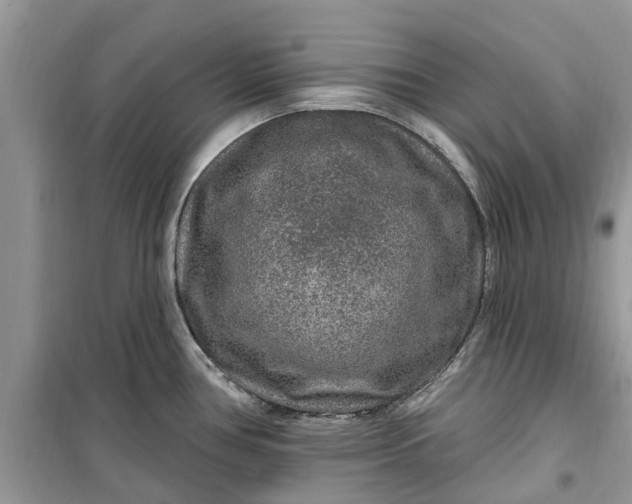 X0000099501386200805291118