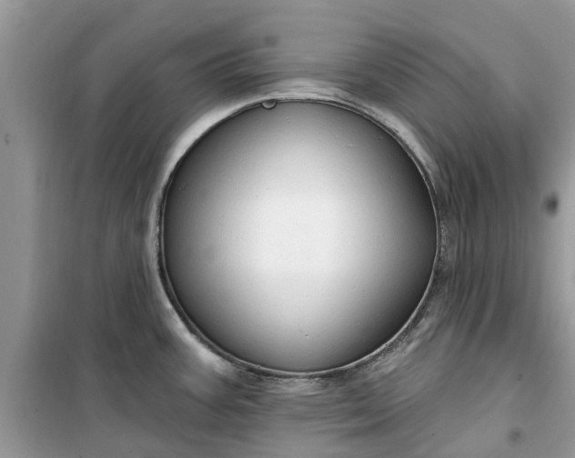 X0000099501387200805291118