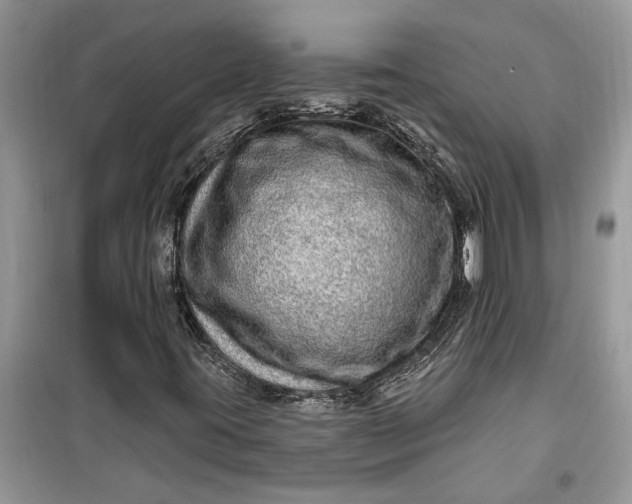 X0000099501395200805291118