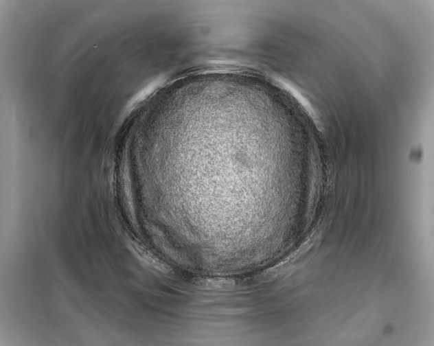 X0000099501403200805291118