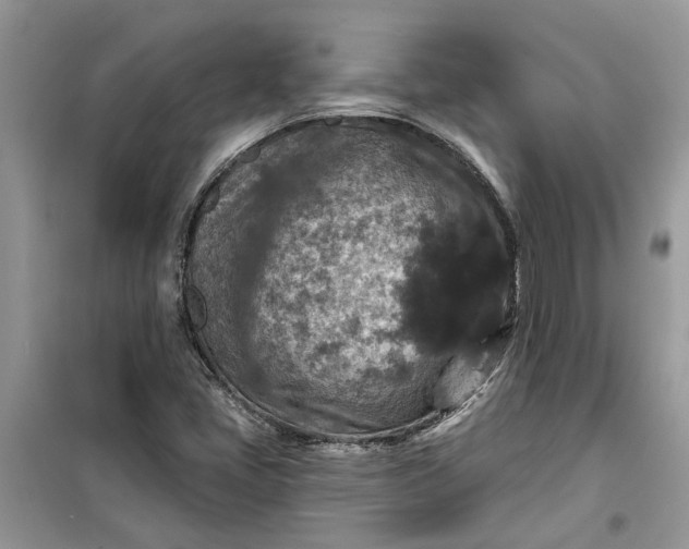 X0000099501405200805291118