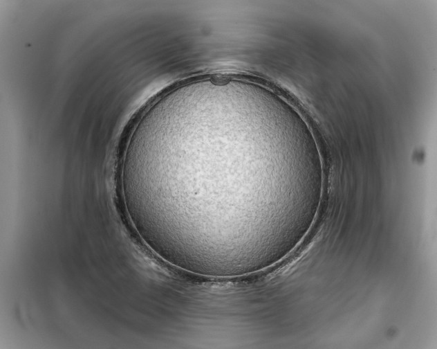 X0000099501410200805291118