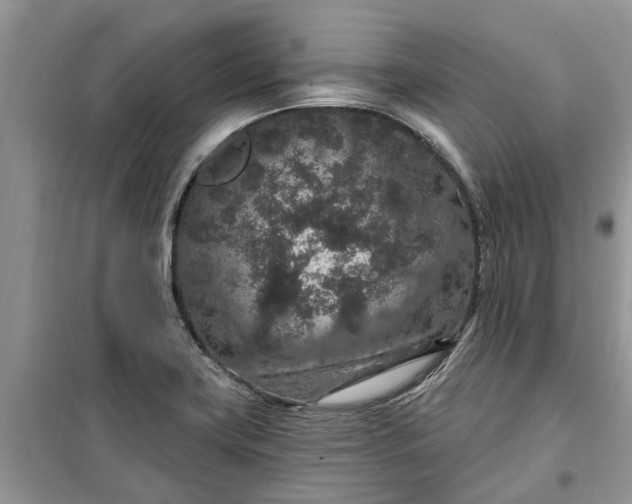 X0000099501419200805291118