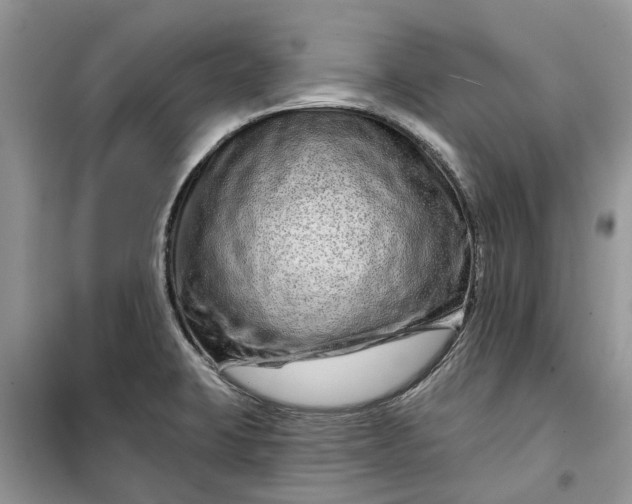 X0000099501423200805291118
