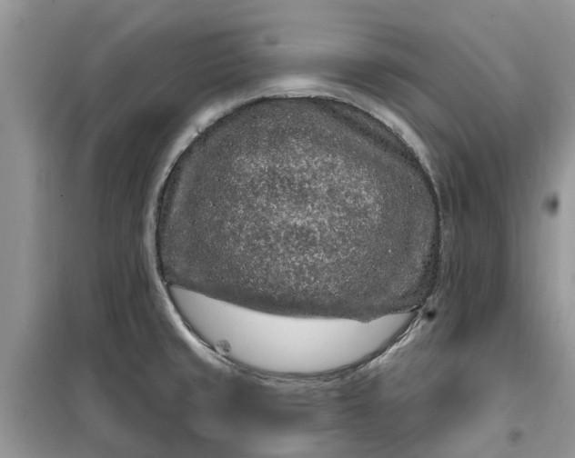 X0000099501429200805291118