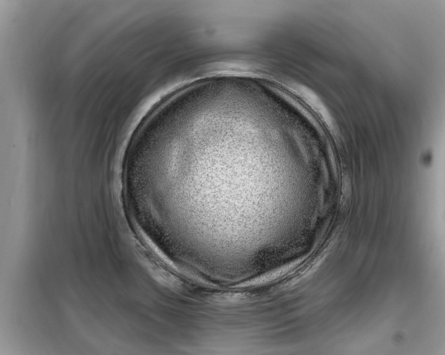 X0000099501435200805291118