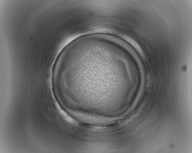 X0000099501439200805291118