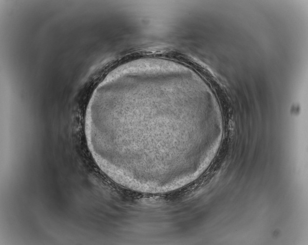 X0000099501447200805291118