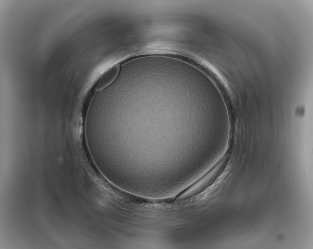 X0000099501461200805291117