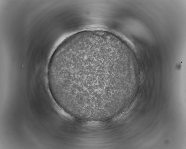 X0000099501470200805291117