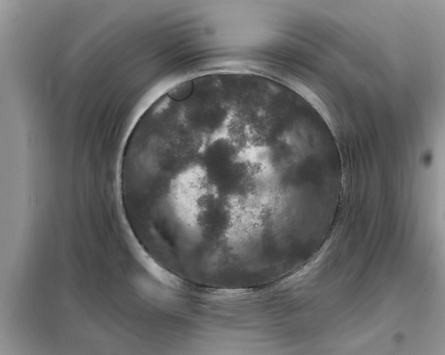 X0000099501482200805291117