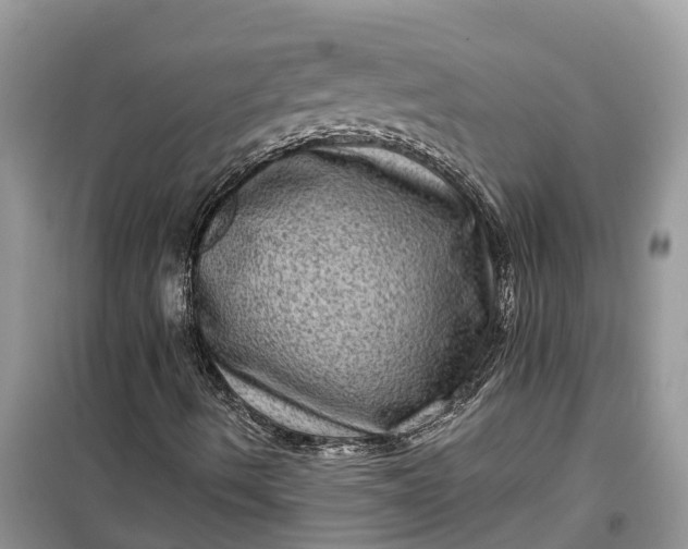 X0000099501490200805291116