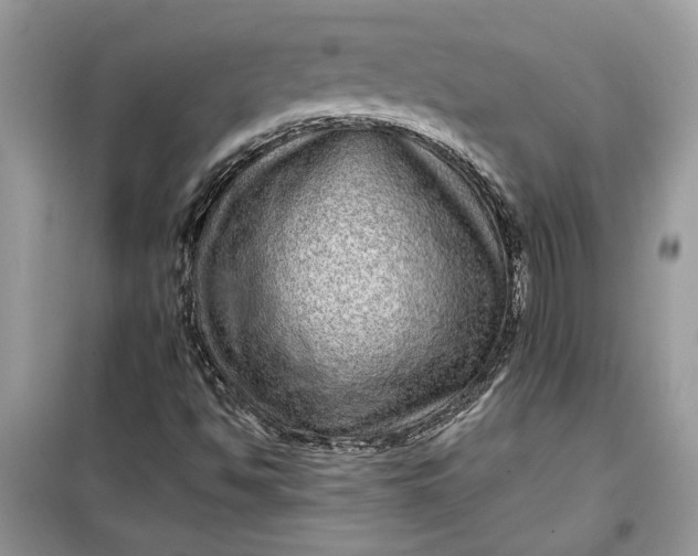 X0000099501494200805291116