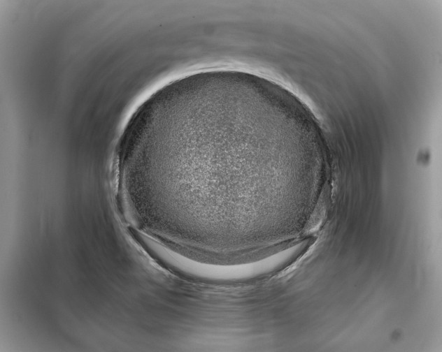 X0000099501510200805291117