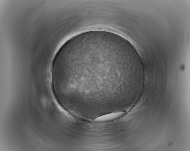 X0000099501515200805291117
