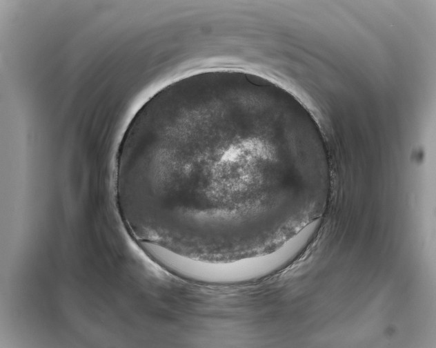 X0000099501527200805291117