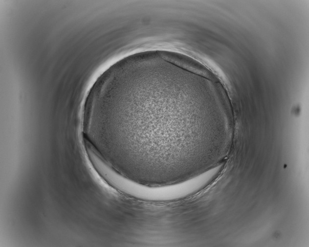 X0000099501528200805291117