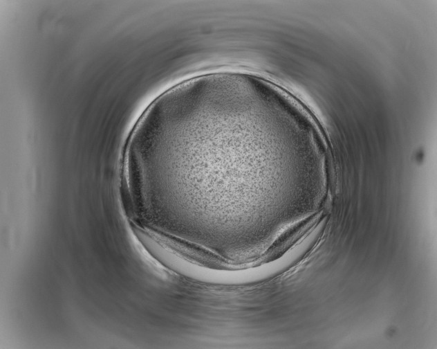 X0000099501532200805291117
