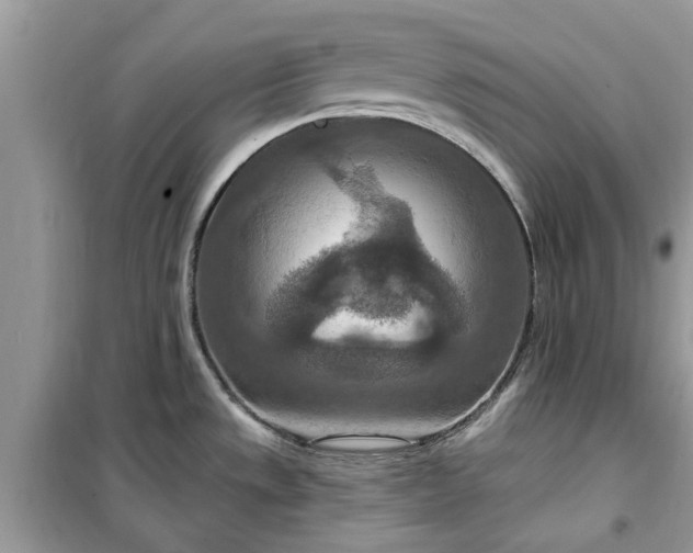 X0000099501533200805291117