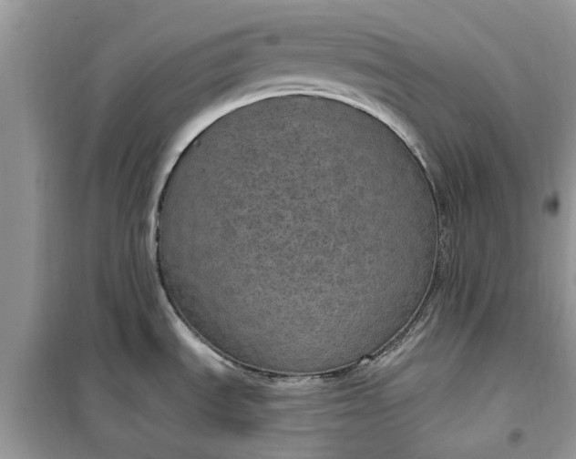 X0000099501535200805291117