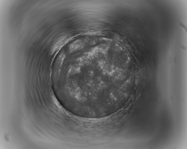 X0000099500002200806051134