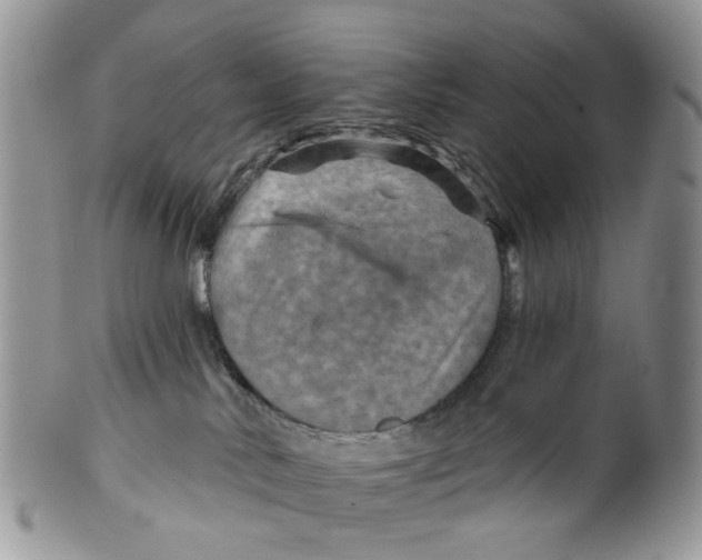 X0000099500042200806051133