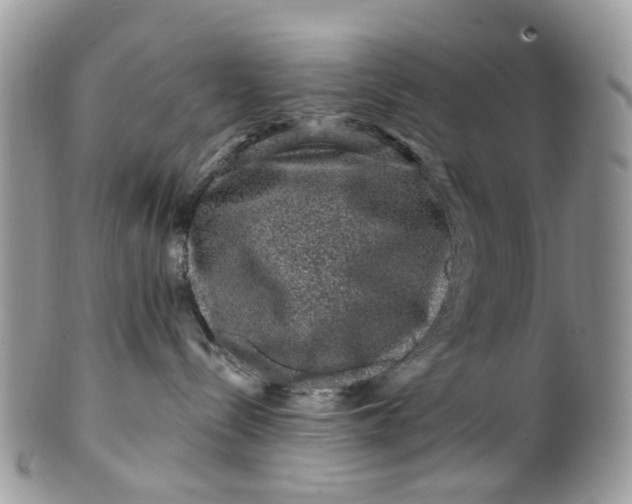 X0000099500288200806051130