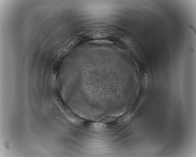 X0000099500327200806051129