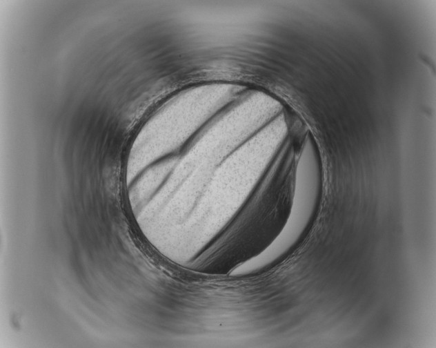 X0000099500434200806051127