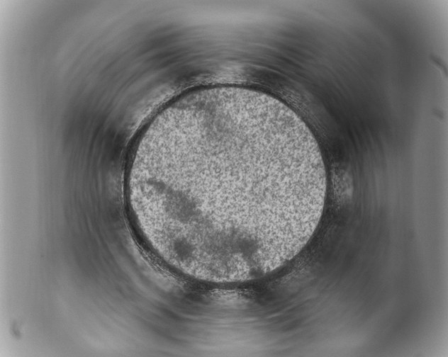 X0000099500534200806051125