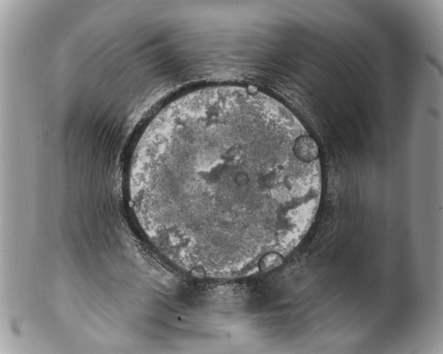 X0000099500584200806051125