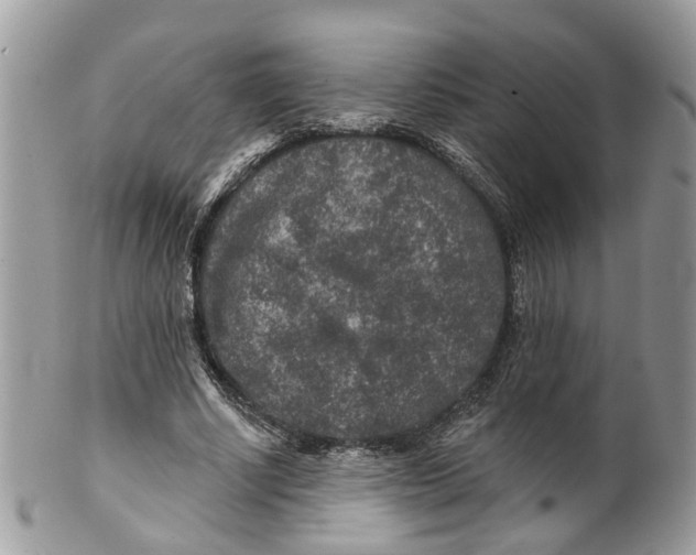 X0000099500634200806051123