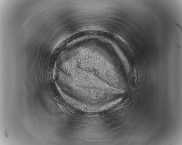 X0000099500775200806051122