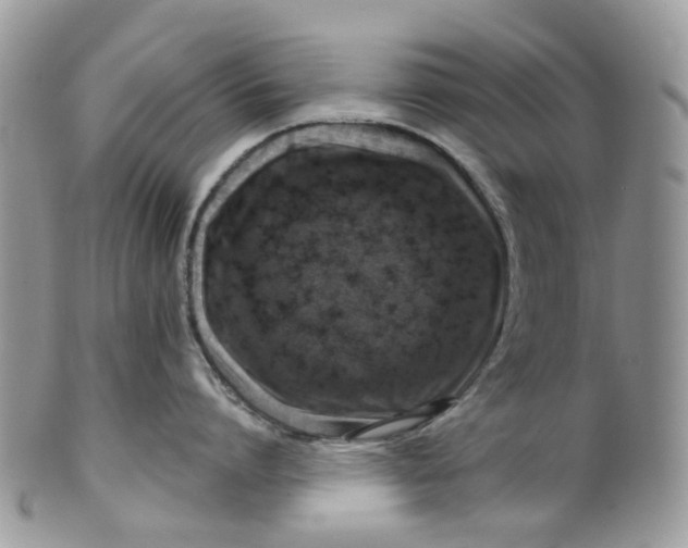 X0000099500864200806051121