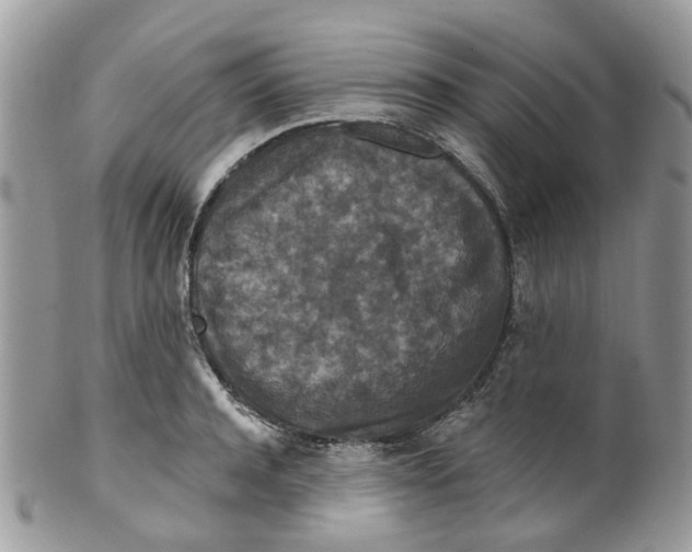 X0000099500944200806051119