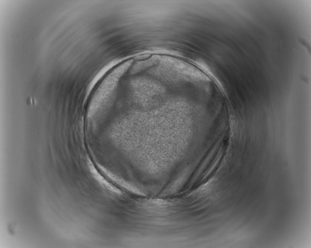 X0000099501100200806051117