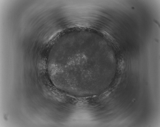 X0000099501110200806051116