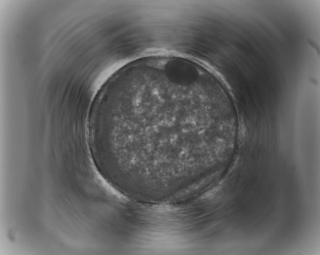 X0000099501239200806051115