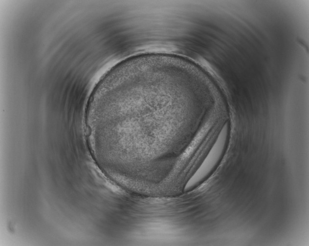 X0000099501240200806051115