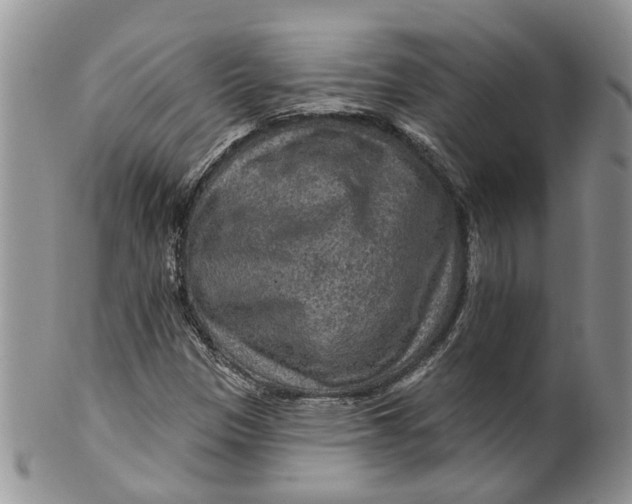 X0000099501305200806051113