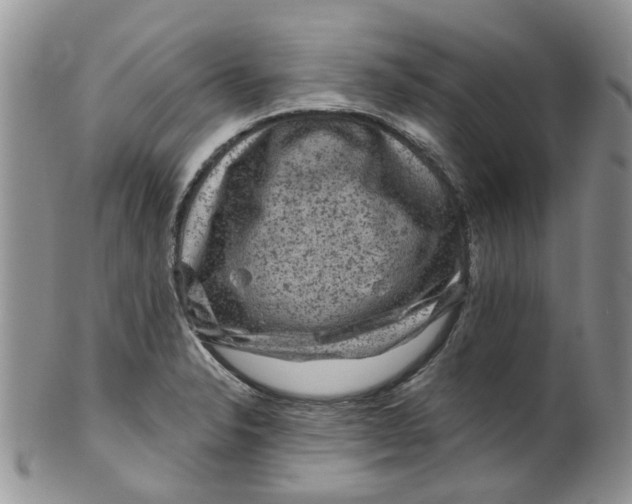 X0000099501326200806051113