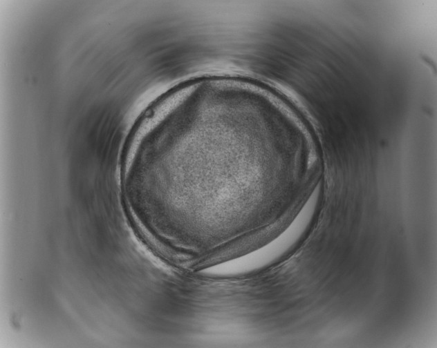 X0000099501335200806051113