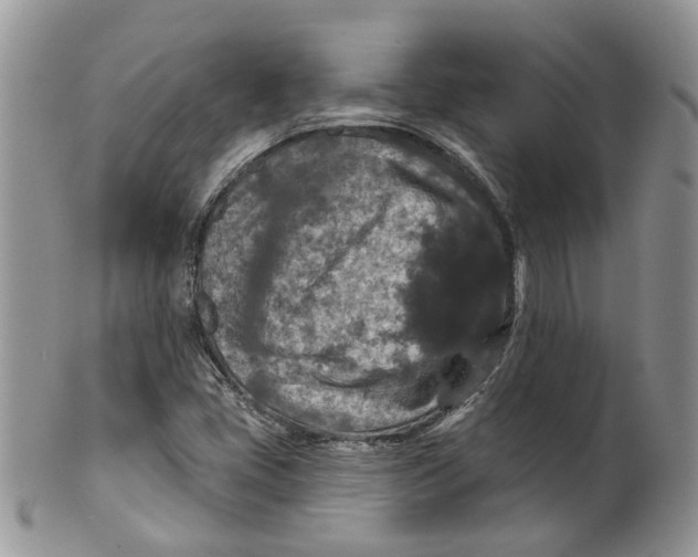 X0000099501405200806051111