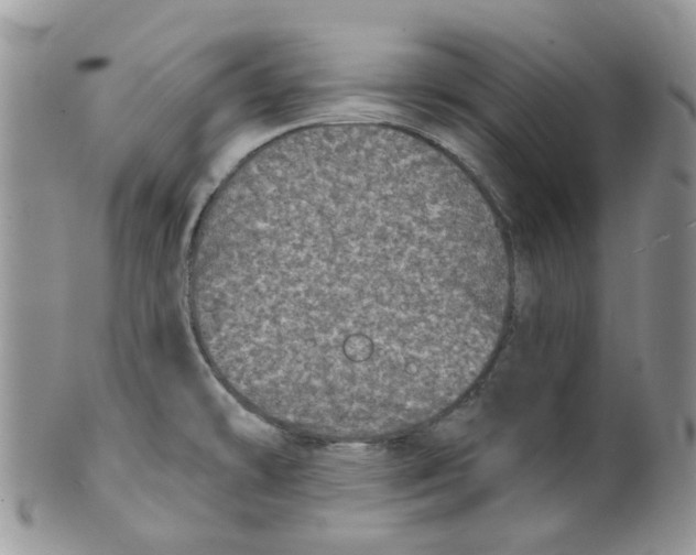 X0000099501478200806051110