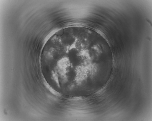 X0000099501482200806051110