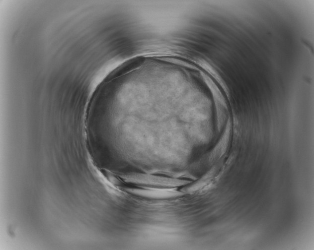 X0000099501485200806051110