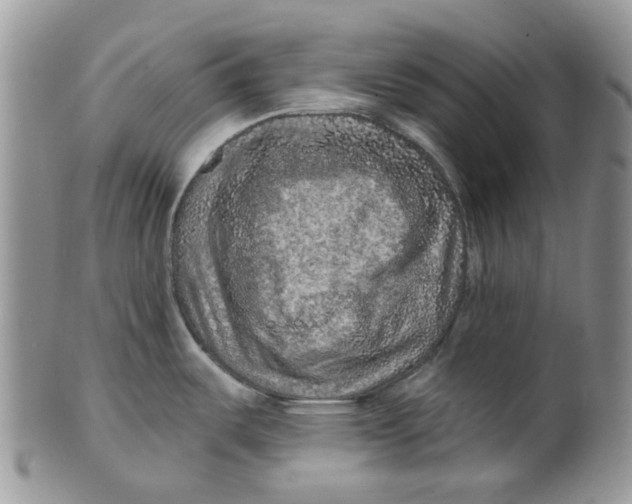 X0000099501487200806051110