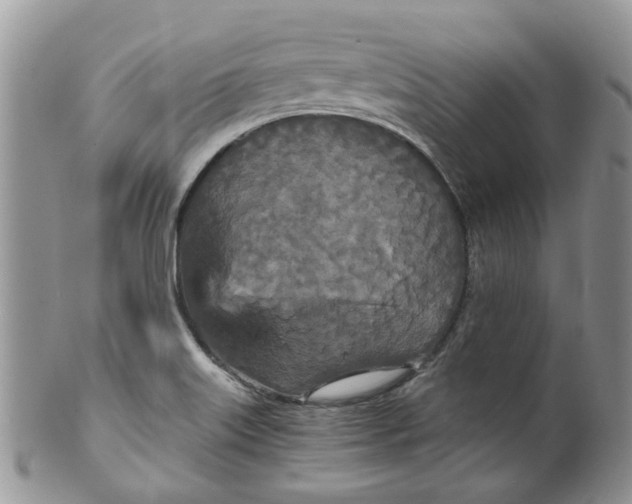 X0000099501515200806051110