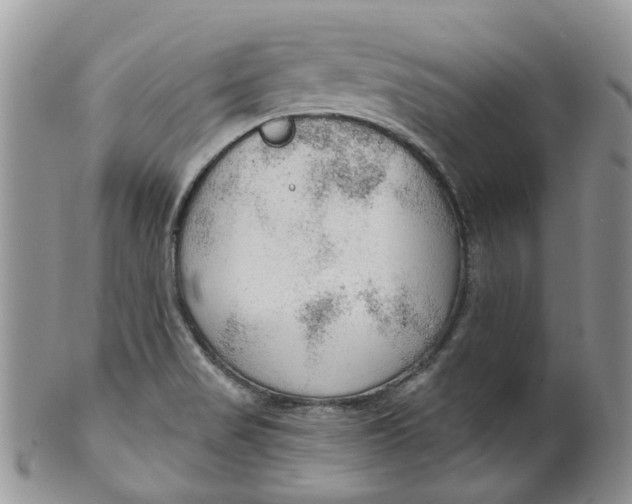 X0000099501517200806051110