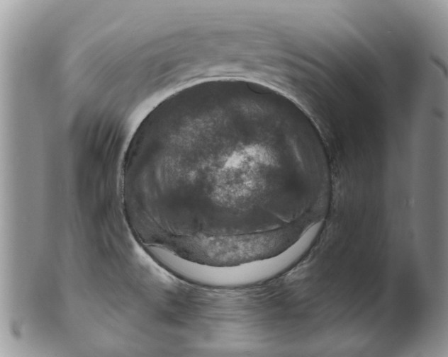 X0000099501527200806051110